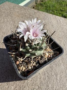 Preview: Turbinicarpus sanchez mejoradae